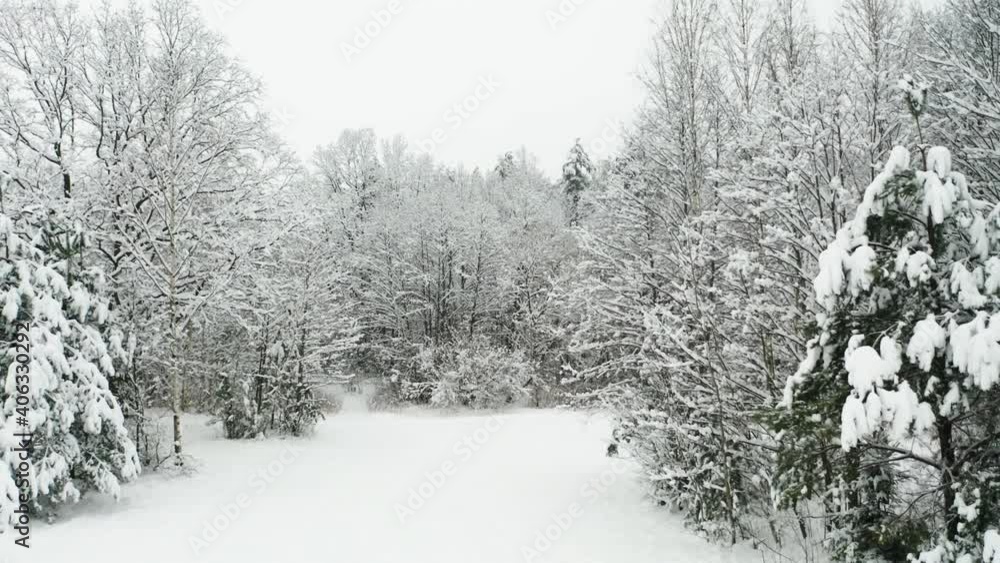 Drone shot flying on winter forest. Slow flight in forest on winter season. A beautiful winter landscape during a snowfall.
Drone shot flying on winter forest. Slow flight in forest on winter season. A beautiful winter landscape during a snowfall.