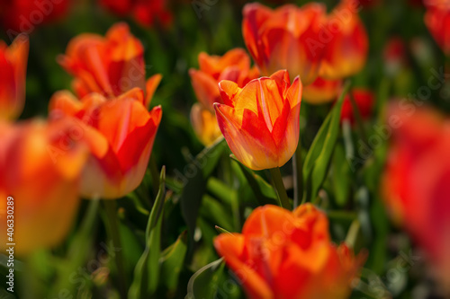 Orange tulips close-up in the garden. Beautiful spring flower background. Soft focus and bright lighting. Blurred background with space for text.Flowerbed in the bright sunlight.Macro  Selective focus