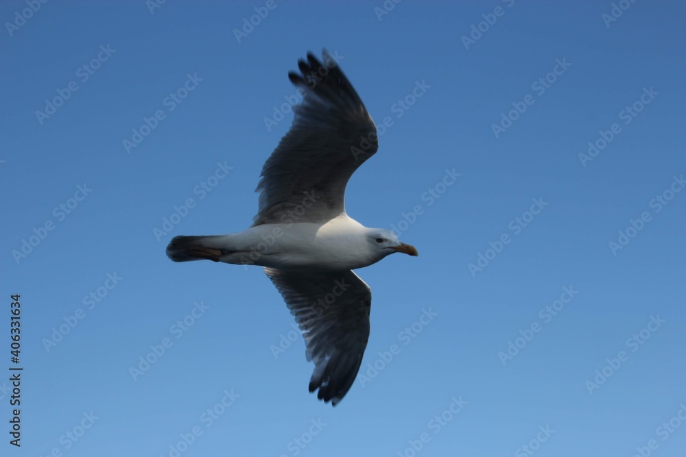 Obraz premium Flying seagull
