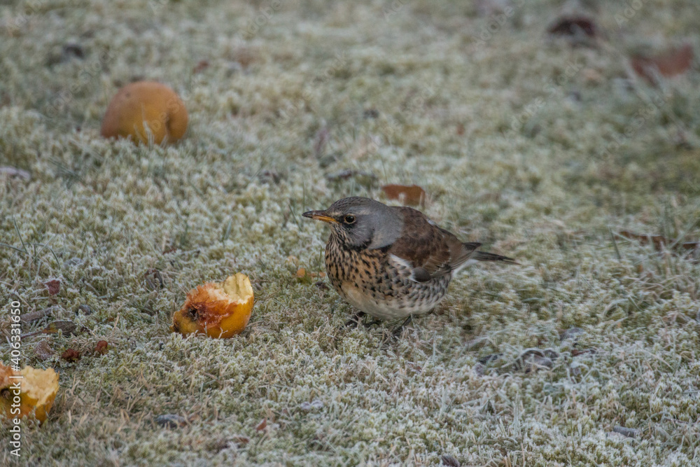 Obraz premium Vogel im Gras