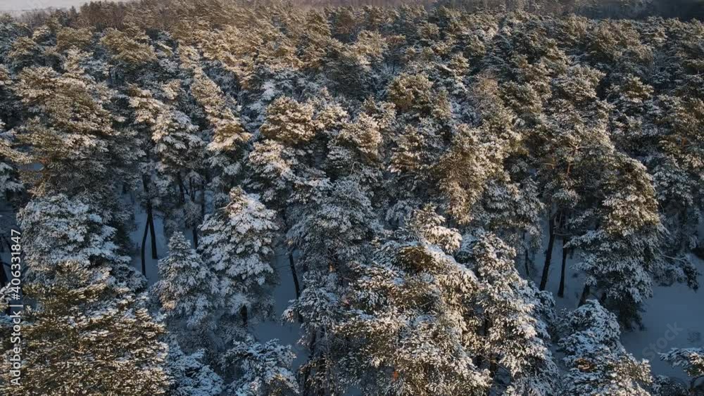 Aerial view of a frozen forest with snow covered trees at winter. Flight above winter forest in Ukraine Aerial view of a frozen forest with snow covered trees at winter. Flight above winter forest in Ukraine
