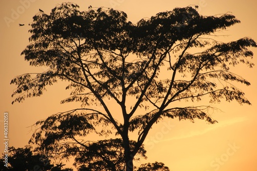 Sunset with Tree Silhouette 