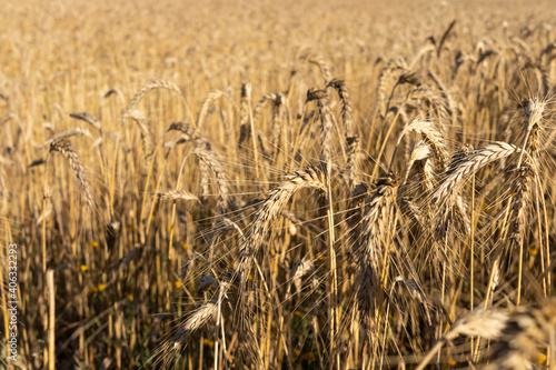 campo de cereal 