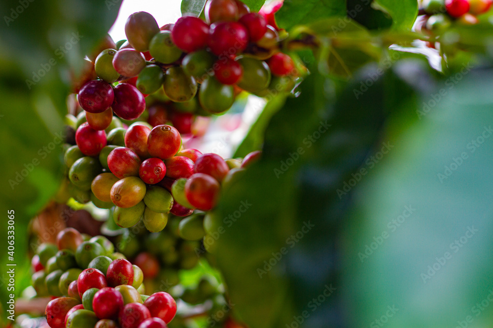 Farmers pick fresh red coffee berries from the plant Agricultural concept Fertilizer and agricultural products. Farmers pick fresh red coffee berries from the plant Agricultural concept Fertilizer and agricultural products.