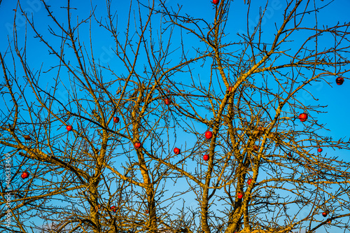 A vertical shot of an apple tree with apples during the daytim photo