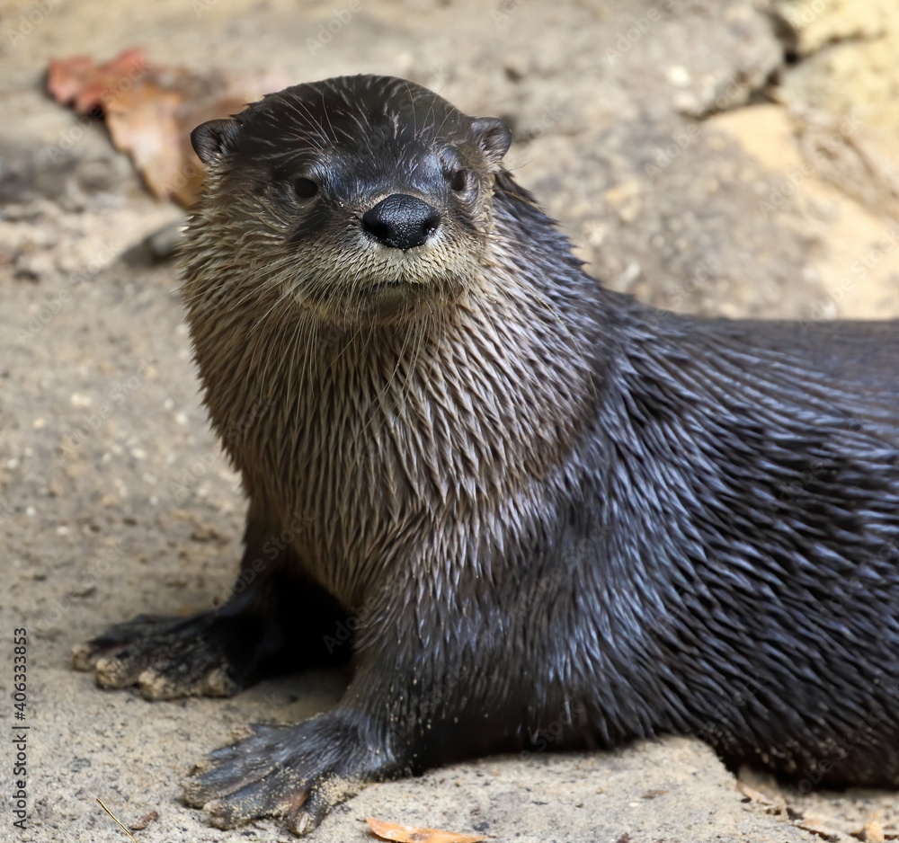 A North American river otter resting on the sandy bank. Lontra canadensis. A North American river otter resting on the sandy bank. Lontra canadensis.