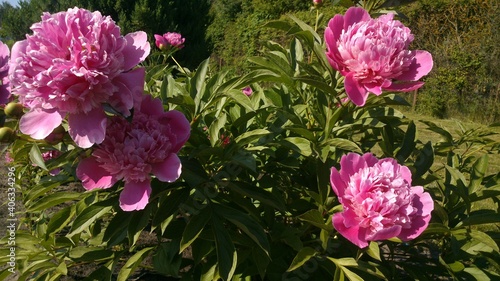 Pink peony in the middle of summer