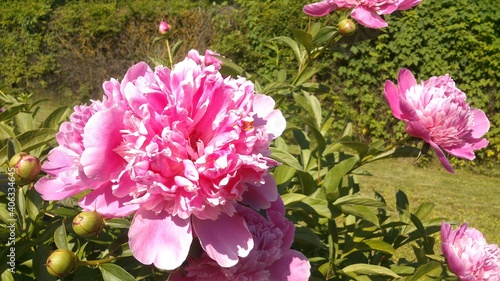 Pink peony in the middle of summer
