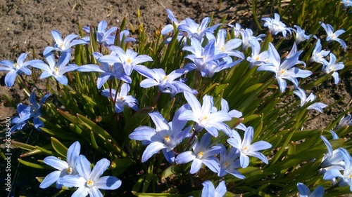 Close-up of spring flowers with blue blooms