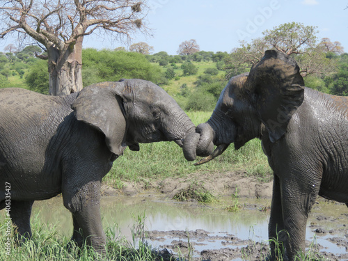 Canvas Print Closeup shot of elephants playing near a mud pond in a field in Tarangire, Tanza