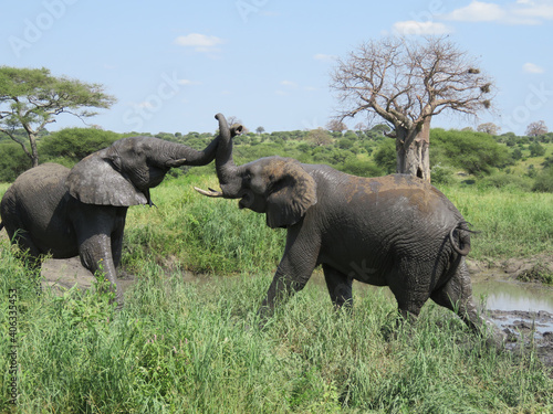 Photography Closeup shot of elephants playing near a mud pond in a field in Tarangire, Tanza