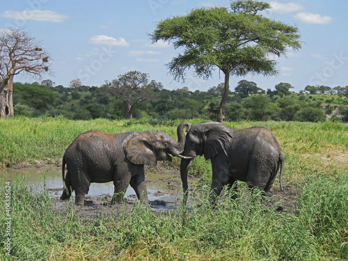 Photography Closeup shot of elephants playing near a mud pond in a field in Tarangire, Tanza