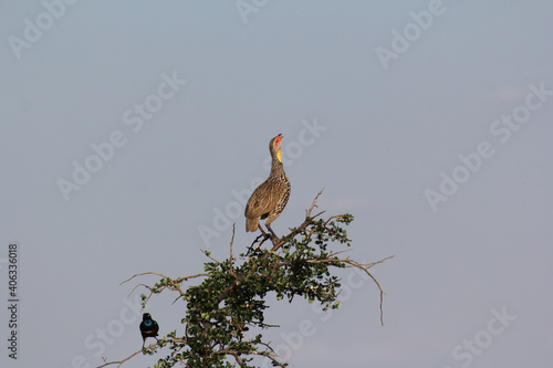 Low angle shot of a yellow-necked spurfowl bird perched on a branch photo