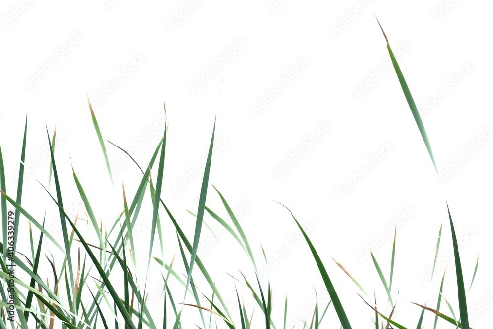 Blurred wild grass leaves with wind blowing on white isolated background for green foliage backdrop Blurred wild grass leaves with wind blowing on white isolated background for green foliage backdrop