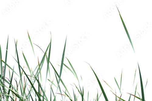 Blurred wild grass leaves with wind blowing on white isolated background for green foliage backdrop  © Oradige59
