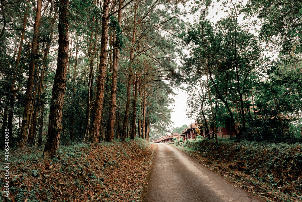Abstract background of asphalt route to cabin amidst the Pine forest and beautiful nature, Journey of traveler, Nature wallpaper Abstract background of asphalt route to cabin amidst the Pine forest and beautiful nature, Journey of traveler, Nature wallpaper