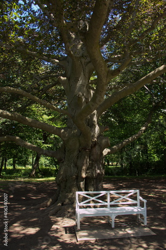 Canvas Print Bench under a tree in palace garden Laxenburg near Vienna, Austria, Europe