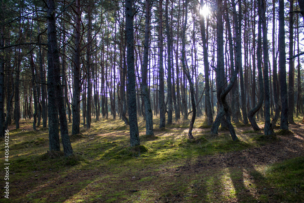 Fototapeta premium dancing forest in autumn