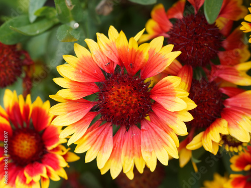  Gaillardia grandiflora  Nahaufnahme auf Kokardenblumen mit mit flammenden Farbverlauf  roter mitte und leuchtend gelb  Orange und Rot Bl  tenbl  ttern