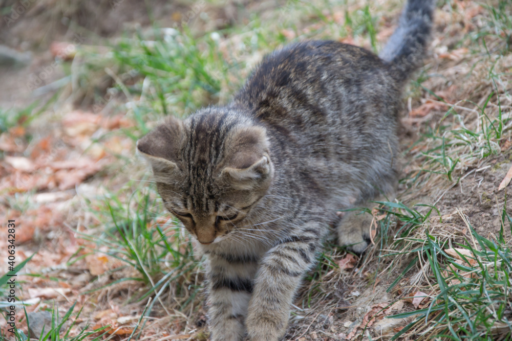 Beautiful playful stray cat chasing something outdoors, homeless animal, cute small street kitty, striped cat with beautiful eyes Beautiful playful stray cat chasing something outdoors, homeless animal, cute small street kitty, striped cat with beautiful eyes