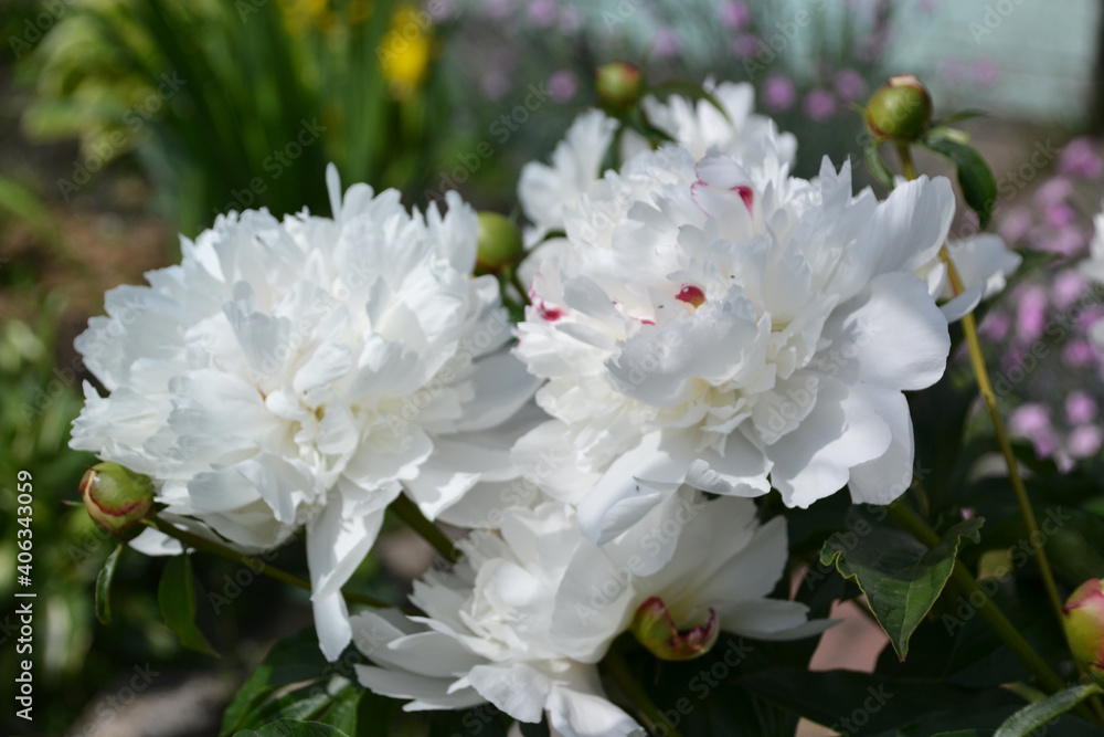 beautiful white peony close up
beautiful white peony close up