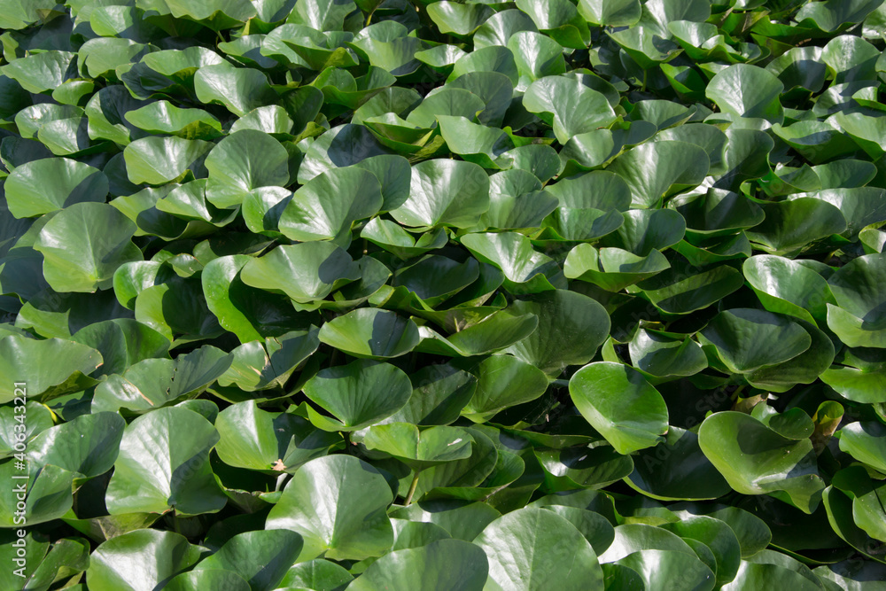 Obraz premium Green leaves of the plant water lily, full frame green texture, aquatic flower background, nature's beauty, top view (Nymphea alba)