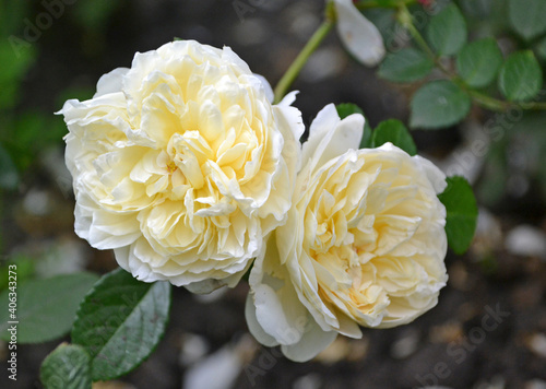 yellow rose in the dew close up 