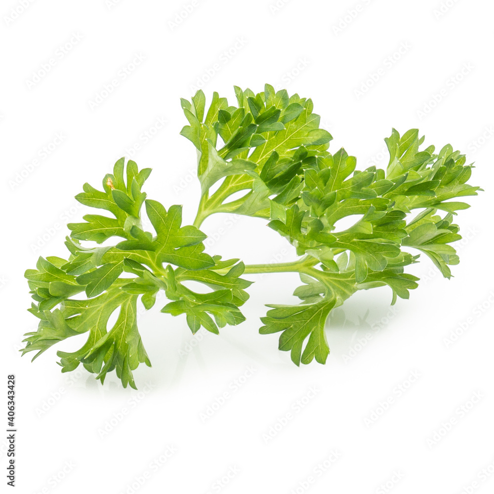 Fresh parsley green leaves (Petroselinum crispum) isolated on white background Fresh parsley green leaves (Petroselinum crispum) isolated on white background