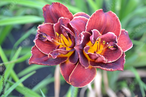 Bild auf Leinwand daylily Night ember pink burgundy