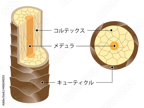 髪のしくみ　断面図