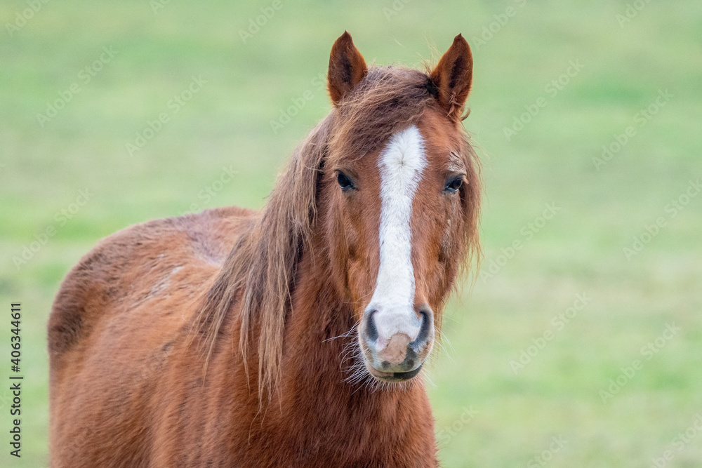 Fototapeta premium portrait of a horse
