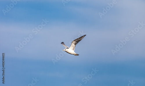 Bird river gull close-up on the background of the blue sky in summer © Александр Коликов