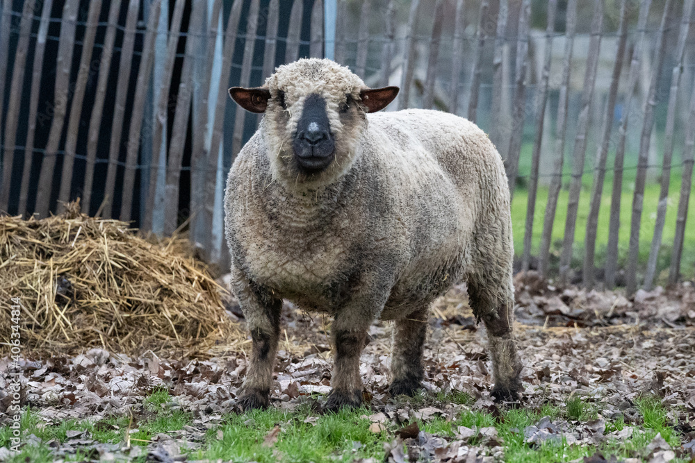 Obraz premium Dirty sheep in a meadow at winter time