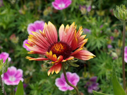 Gro  blumige Kokardenblume  Maler- oder Papageienblume gennant  Gaillardia grandiflora 