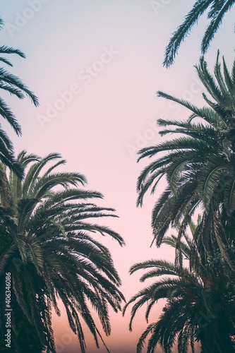palm tree silhouette © Mathi