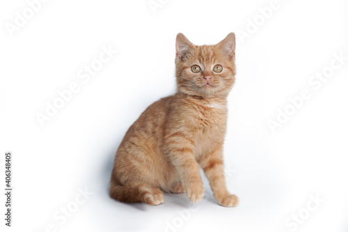 Little ginger kitten sitting isolated on white background.