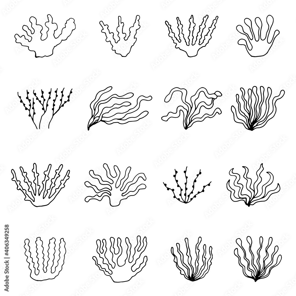 edible algae. vector set of sketches edible algae. vector set of sketches