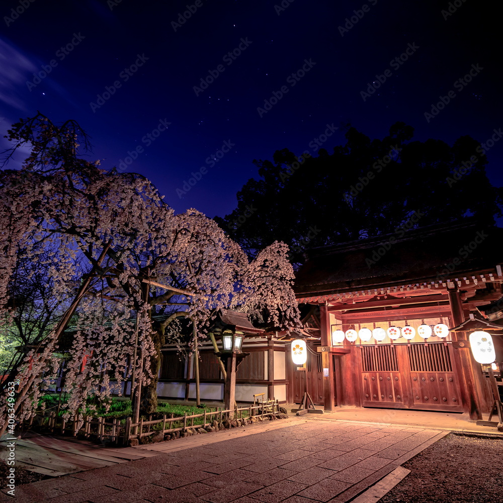 Fototapeta premium Spring Cherry Blossom Scene in Kyoto Japan