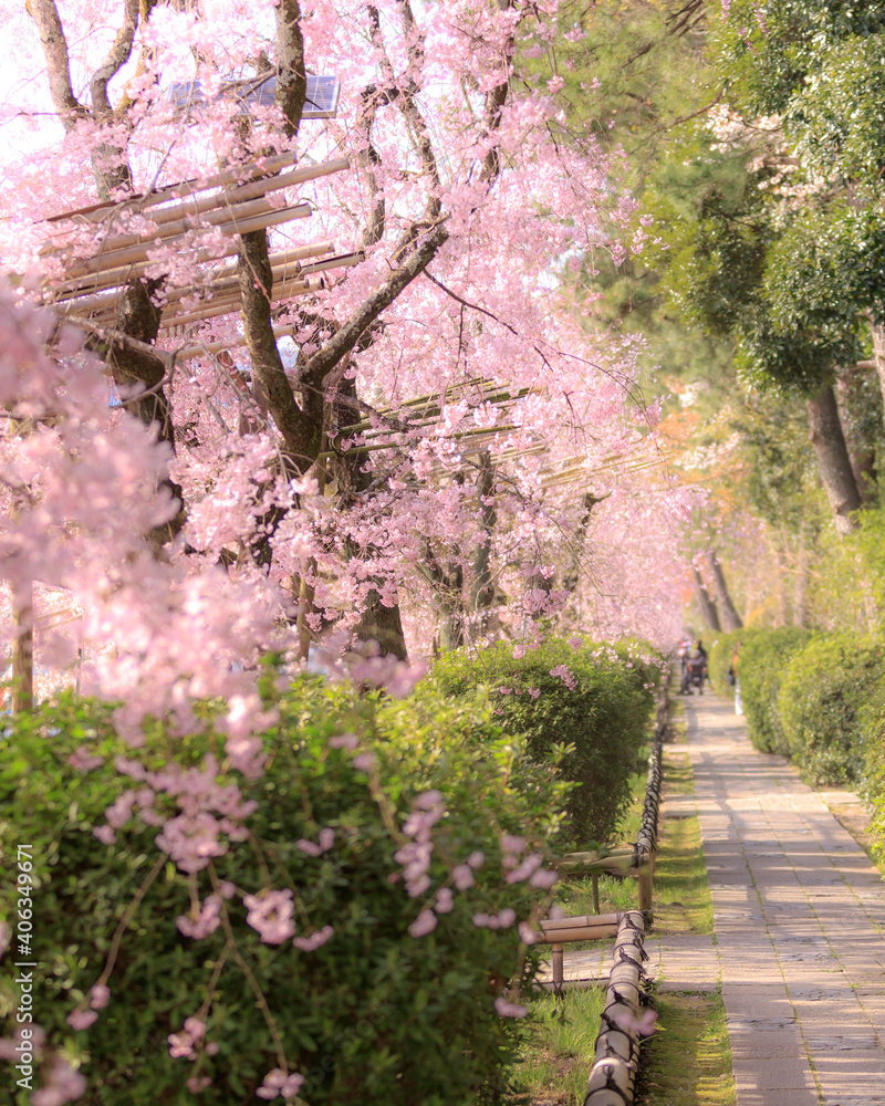 Spring Cherry Blossom Scene in Kyoto Japan Spring Cherry Blossom Scene in Kyoto Japan