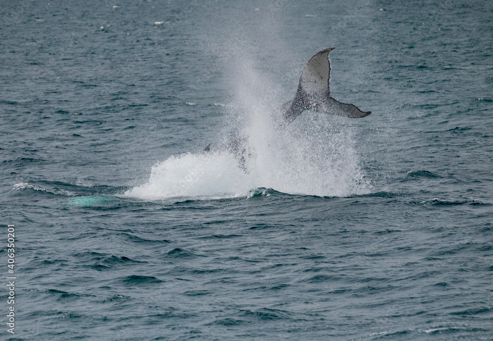 Iceland whales playing in the water
Iceland whales playing in the water