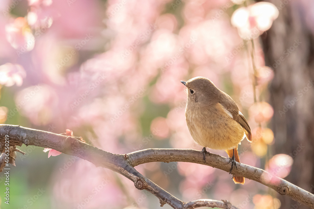 Spring Cherry Blossom Scene in Kyoto Japan Spring Cherry Blossom Scene in Kyoto Japan