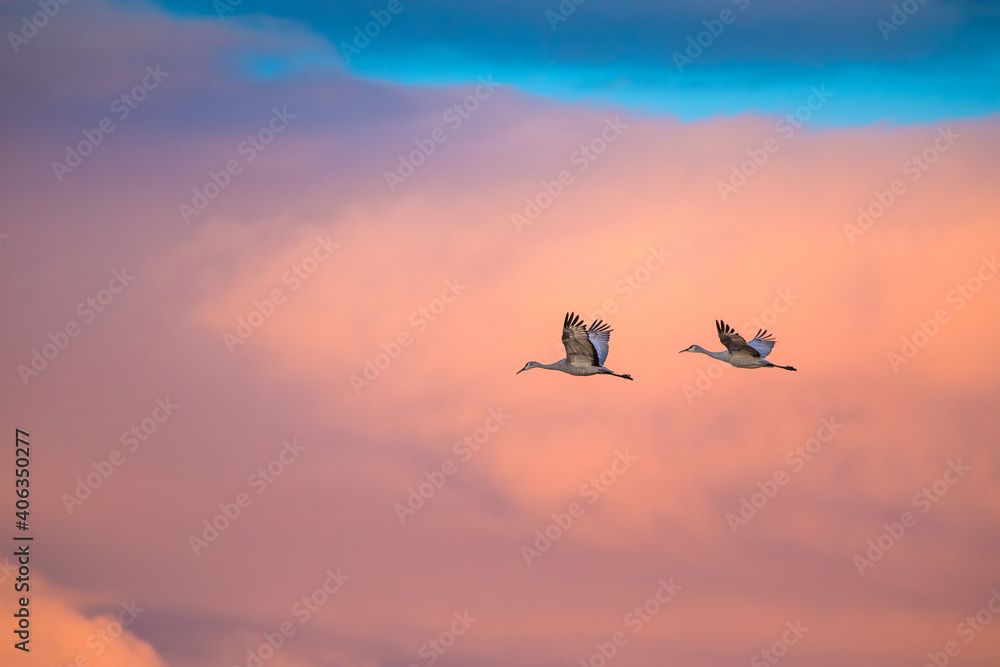 Sandhill cranes flying with dramatic sky over American Southwest