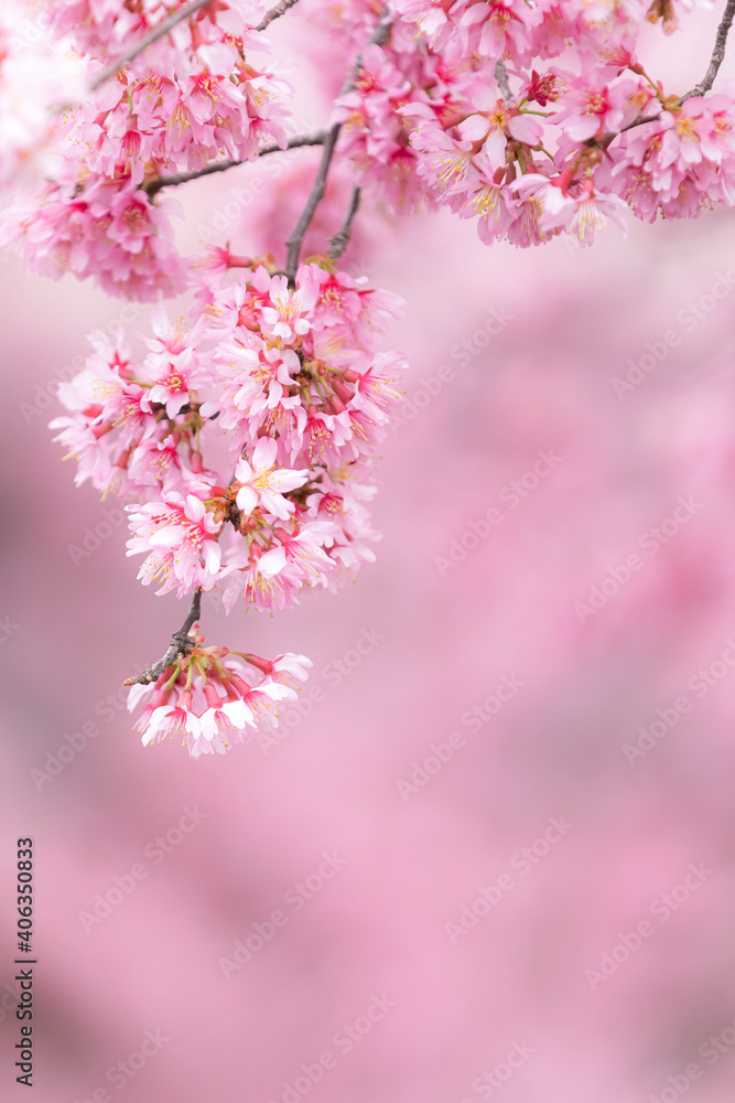 Spring Cherry Blossom Scene in Kyoto Japan Spring Cherry Blossom Scene in Kyoto Japan