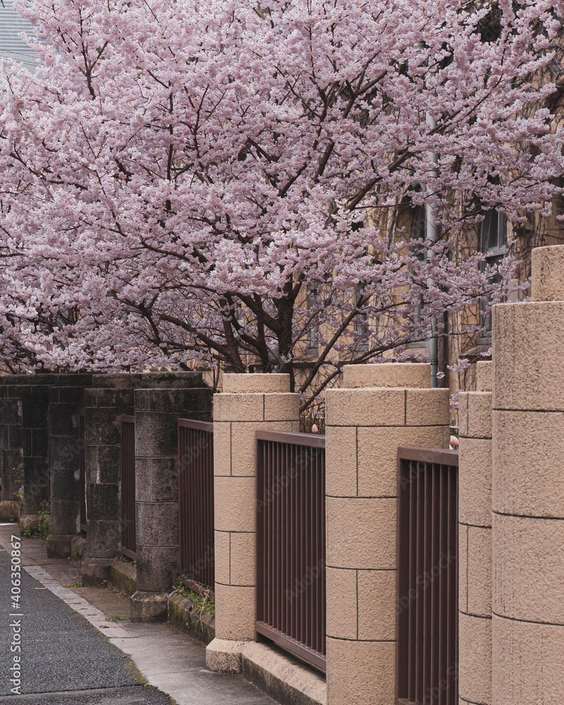 Naklejka premium Spring Cherry Blossom Scene in Kyoto Japan