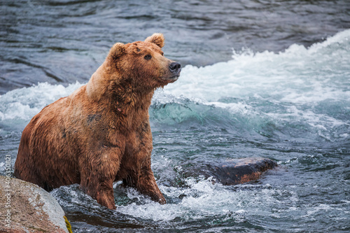 Grizzly Bear in the water of Brooks River