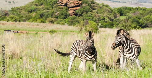 Photography Shot of beautiful African Zebras on safari in a South African