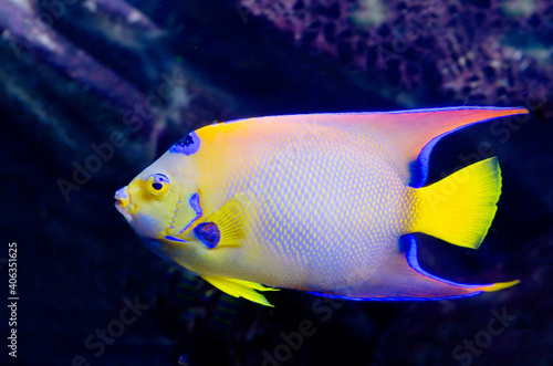 Isabelita Queen Angelfish. For the spot on the head that resembles a crown, the angel received one of its names.
