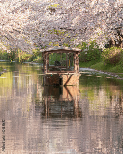 Spring Cherry Blossom Scene in Kyoto Japan © TomohisaHashino
