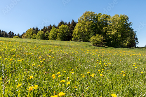 Blumenwiese am Waldrand