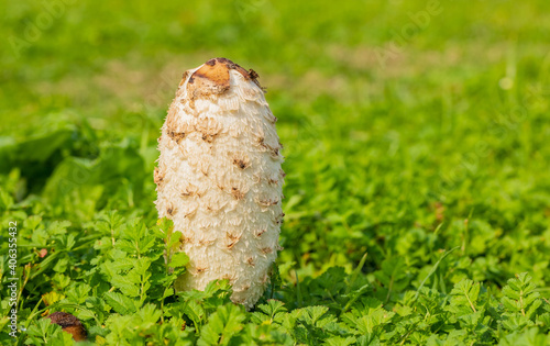 Vertical selective focus shot of white dung mushroom in the green grass in Cape Town, South Africa photo